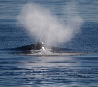 Дыхание кита