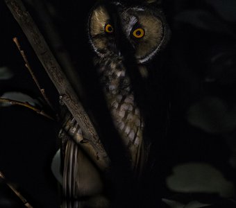 Ушастая сова: глаза ночи