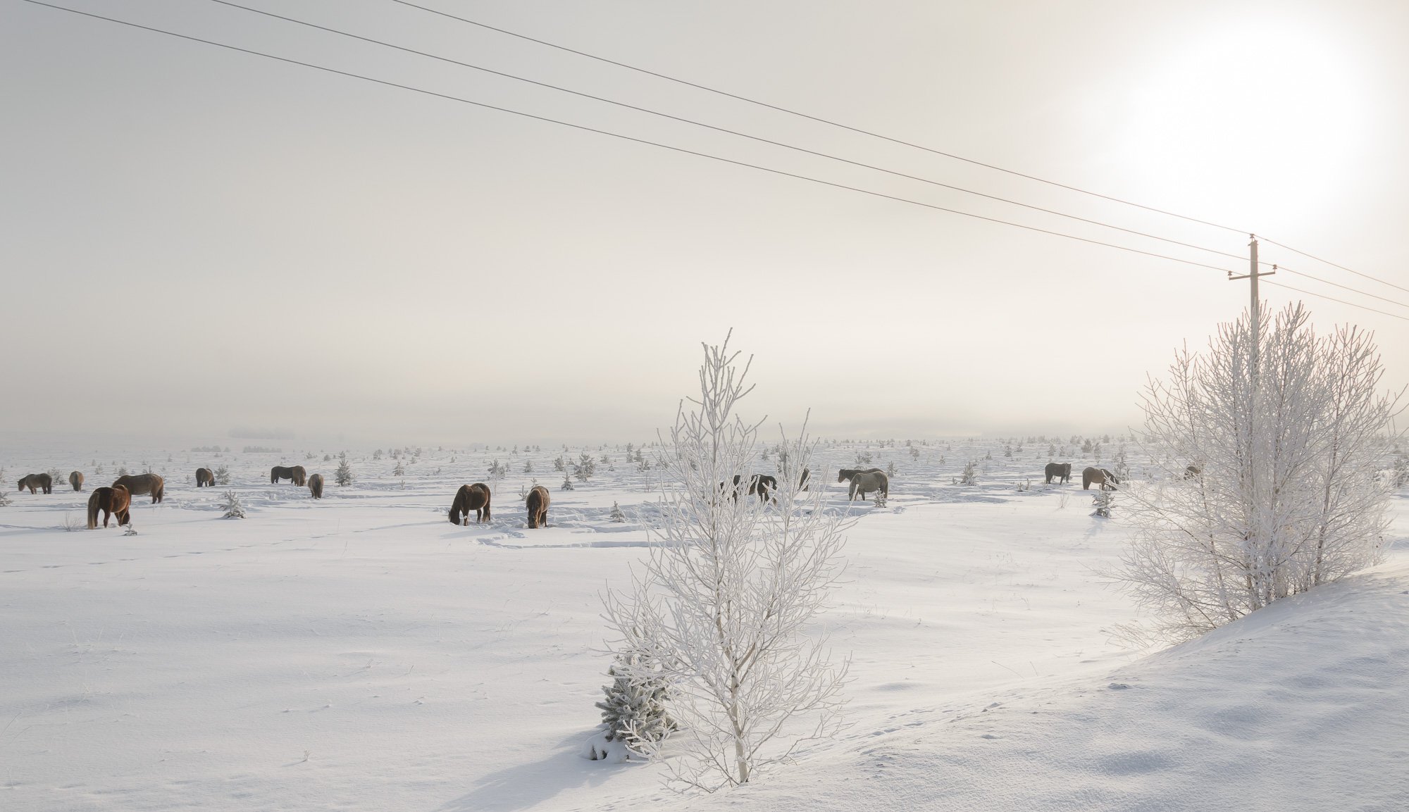 Лошади на снежном поле