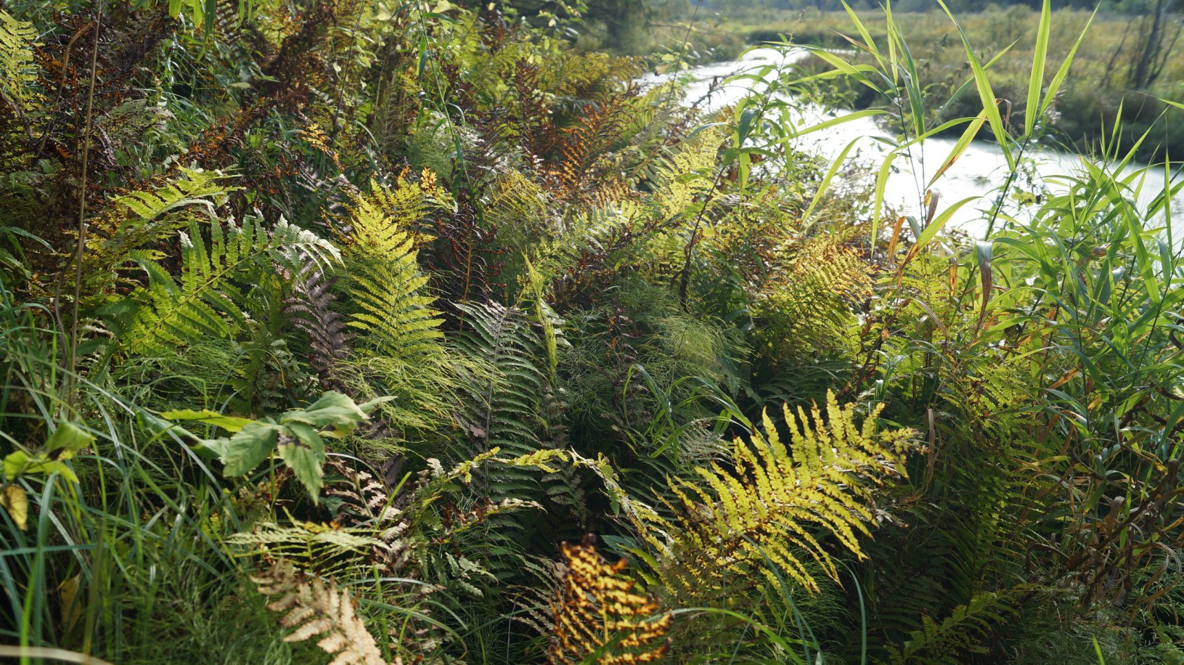 Заросли папоротника