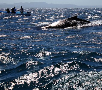 Горбатый кит в заливе Самана