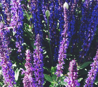Sweet purple / Flowers
