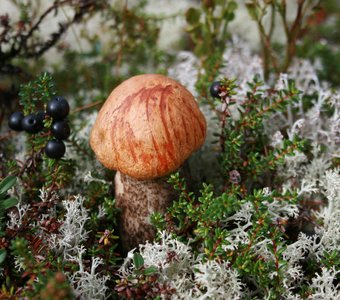 Подосиновик желто-бурый, Leccinum versipelle. Мурманская обл., г.Ковдор, 28.08.2016г.