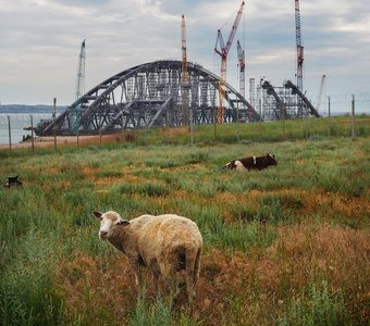Баран и Керченский мост