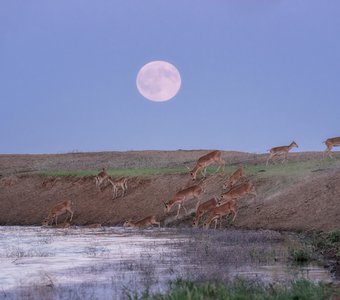 Сайгаки на водопое в сумерках