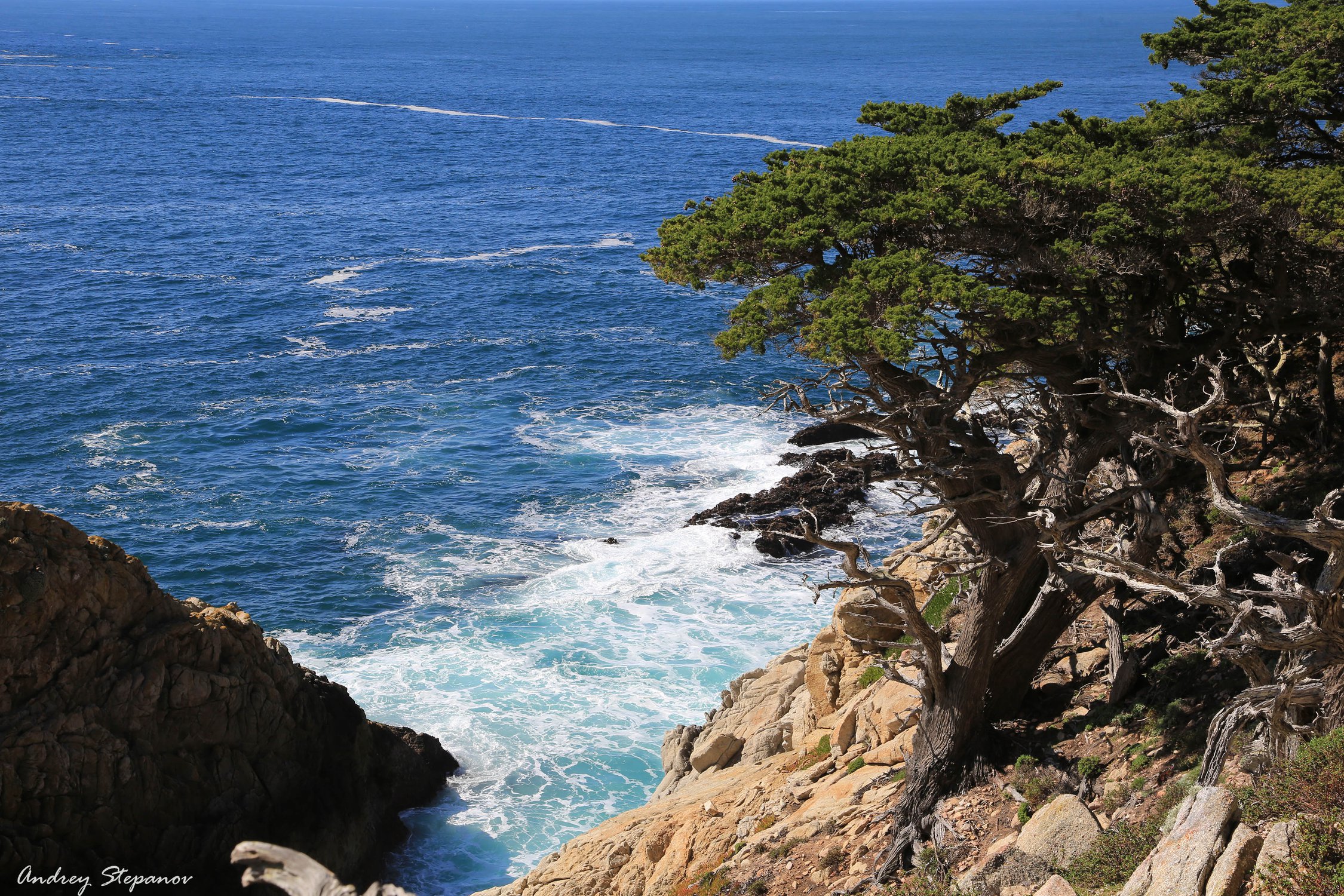 Сосны на мысе Point Lobos