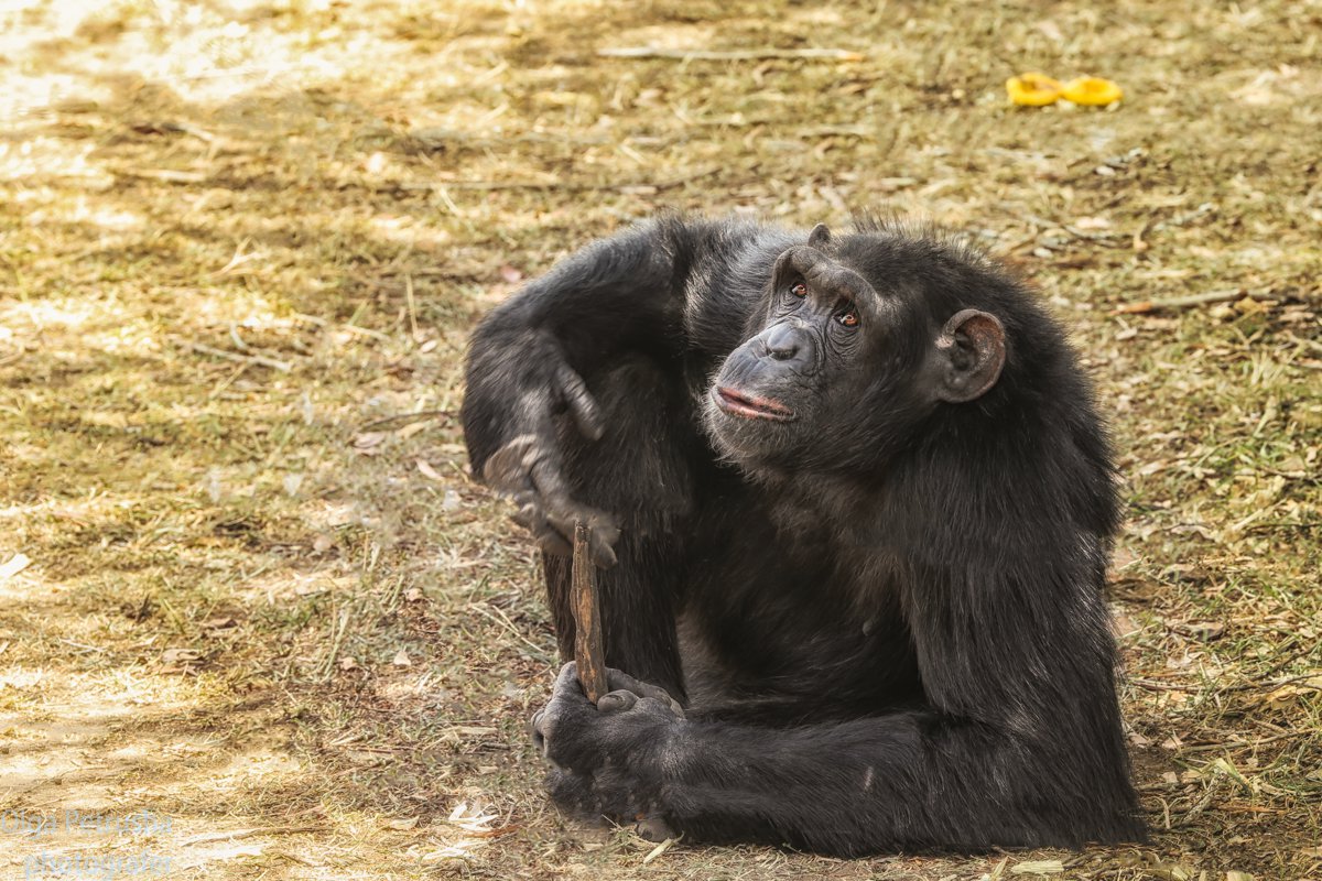 Шимпанзе из Ол Педжета