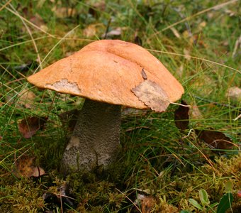 Подосиновик желто-бурый, Leccinum versipelle. Мурманская обл., г.Ковдор, 21.08.2016г.