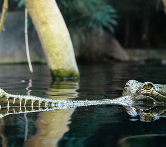 "If you see a crocodile, Don't forget to scream!"