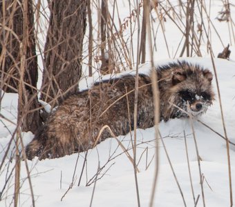 Енотовидная собака или енотовидная уссурийская лиса в лесах Приморья.