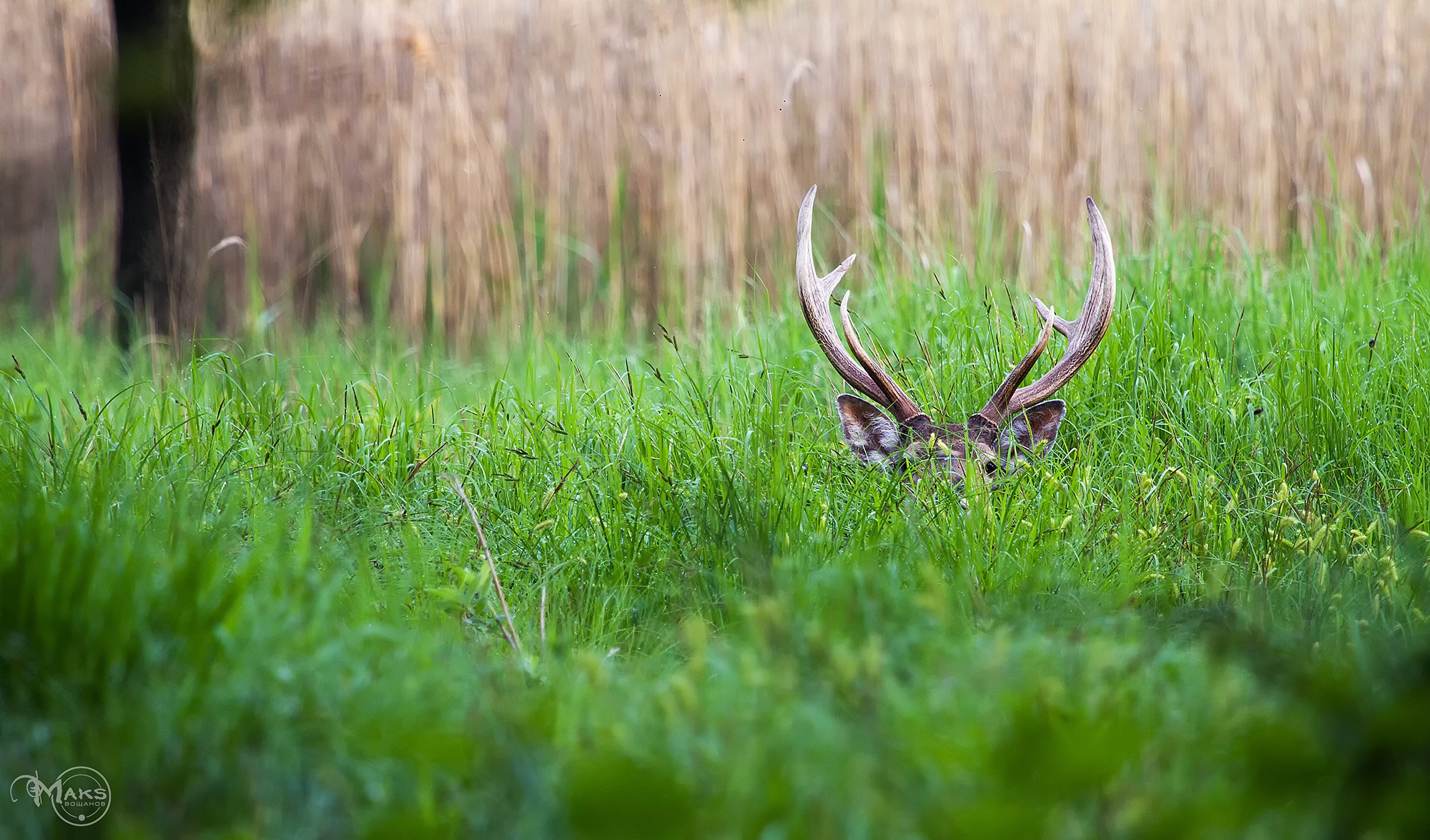 Мастер маскировки.