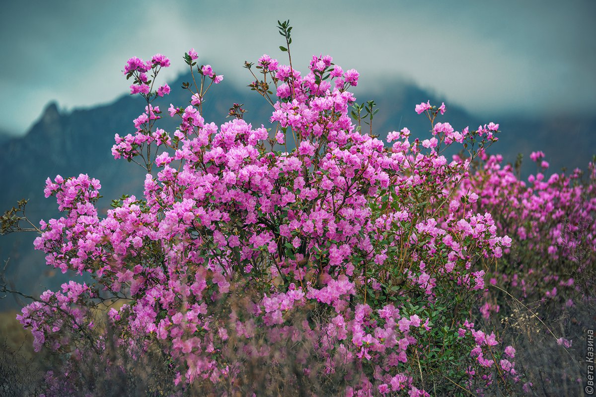 Розовые кусты на Алтае
