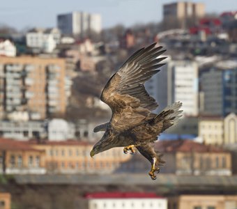 Атака белохвоста