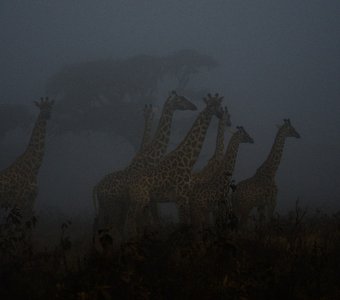 Затерянные в тумане