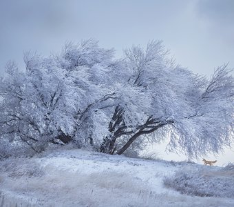 Стеклянное дерево