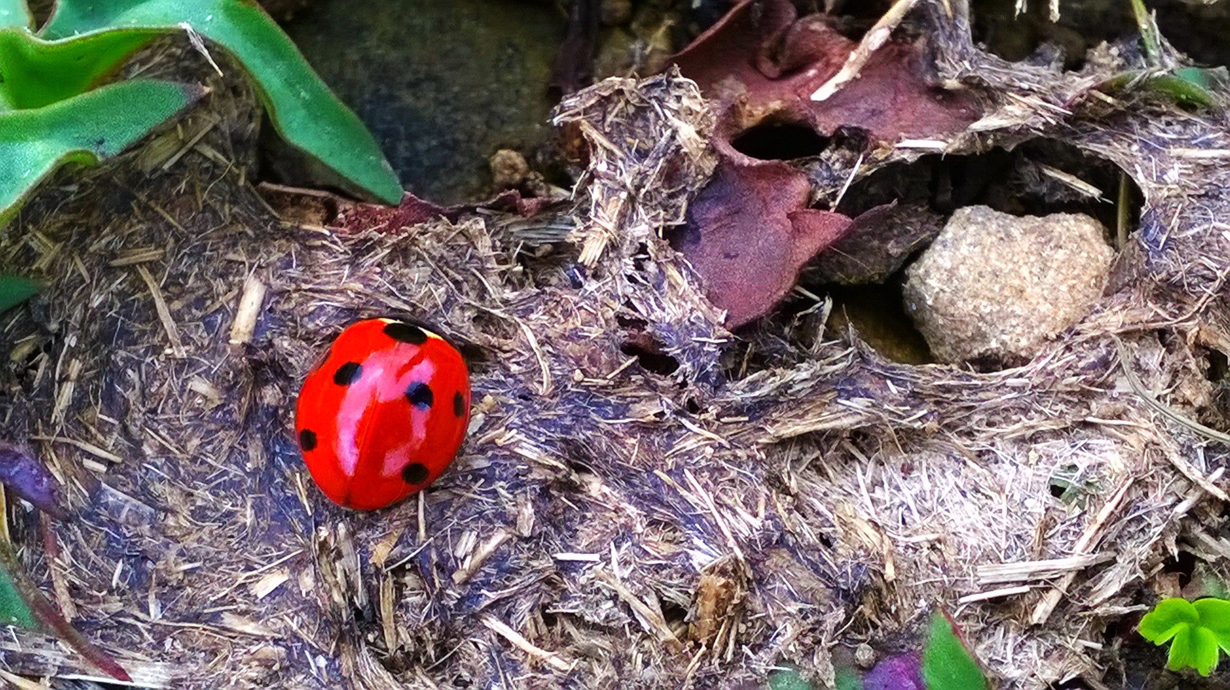 Это моя планета, и она твоя