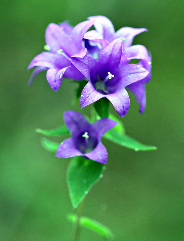 Лесной колокольчик — Фото №217753