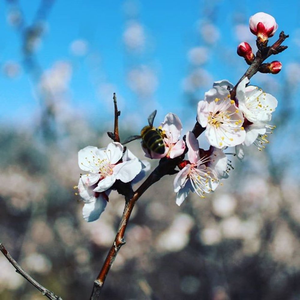 Абрикос сибирский (Prúnus sibírica). Забайкальский край