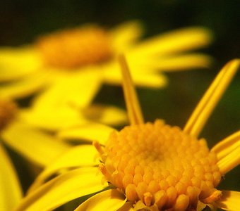 "Жёлтые цветы"