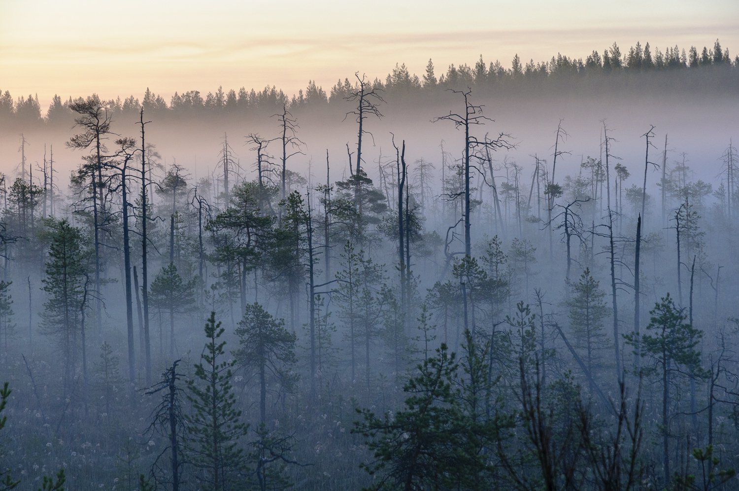 Предрассветный туман