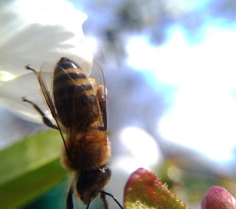 Ленивая пчела