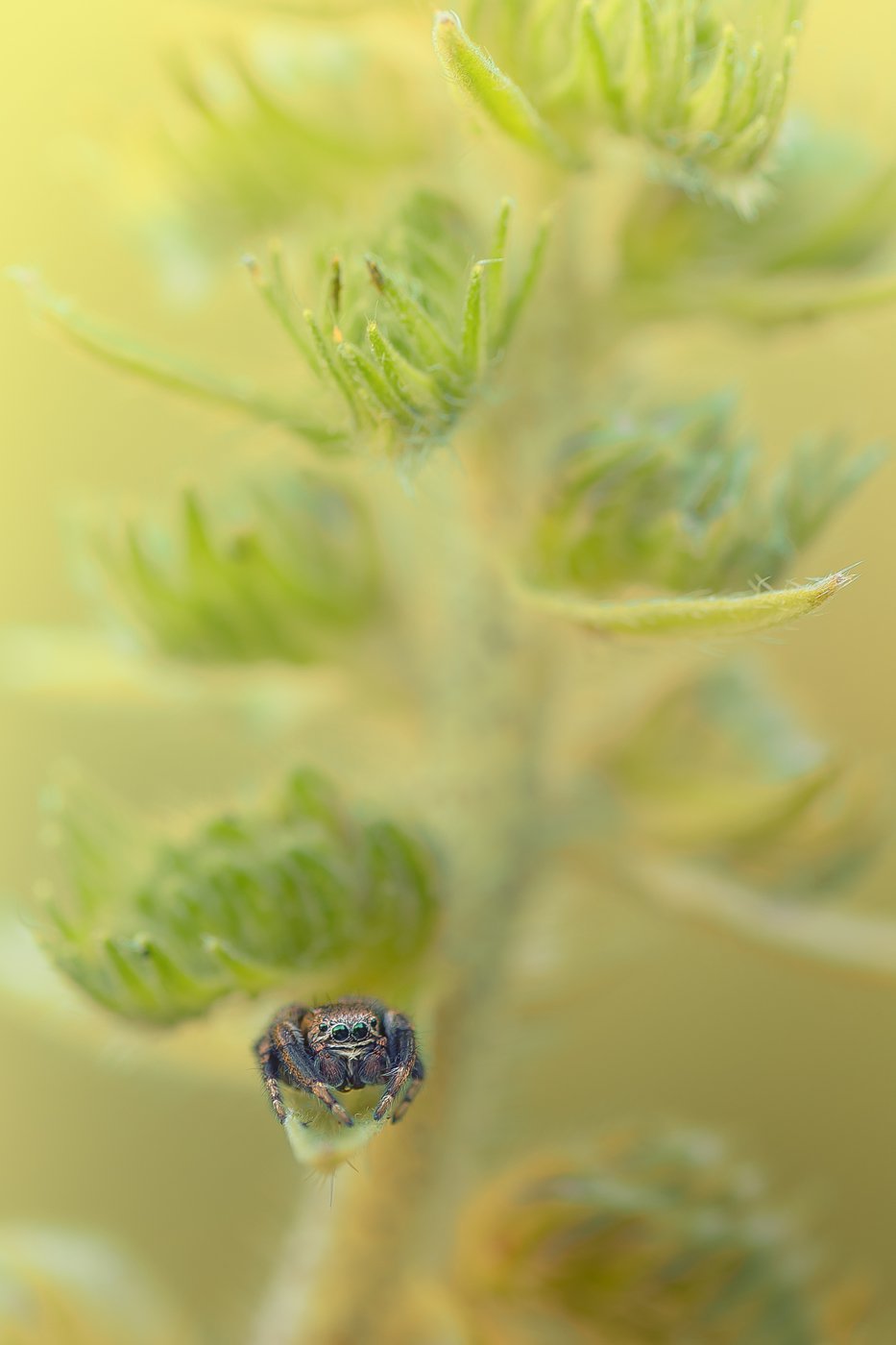 маленький разбойник