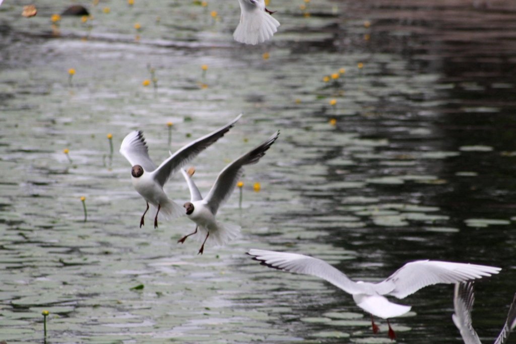 Серия фото "Выборгские чайки"