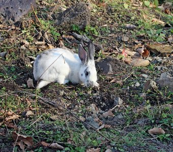 Кролик и лесные деликатесы