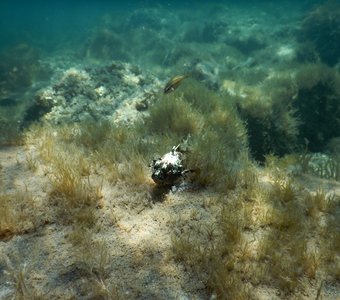 Черноморская скорпена — красивая и опасная
