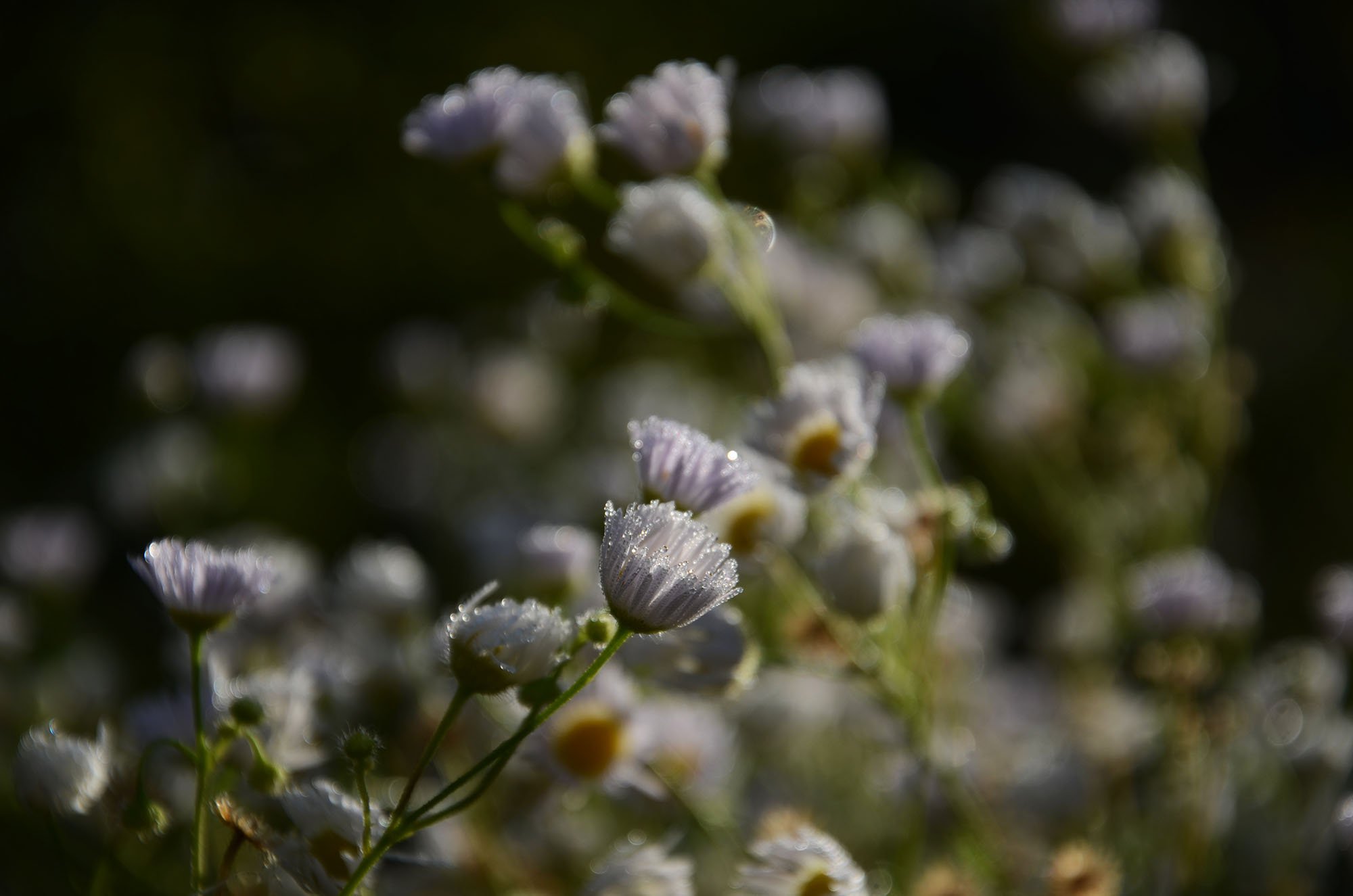 Пробуждение жизни