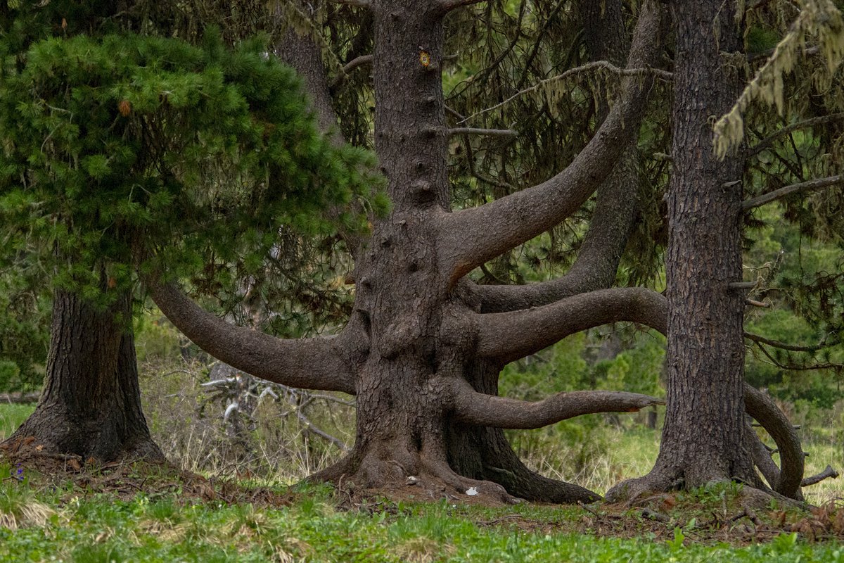Кедровый осьминожка