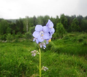 Нежность.