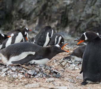 Пингвиньи разговоры