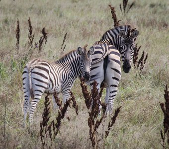 зебры на прогулке
