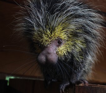 Цепкохвостый дикобраз