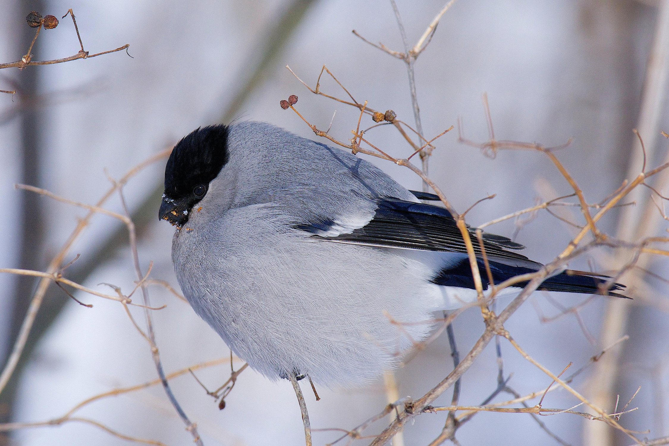 Серые птицы зимой