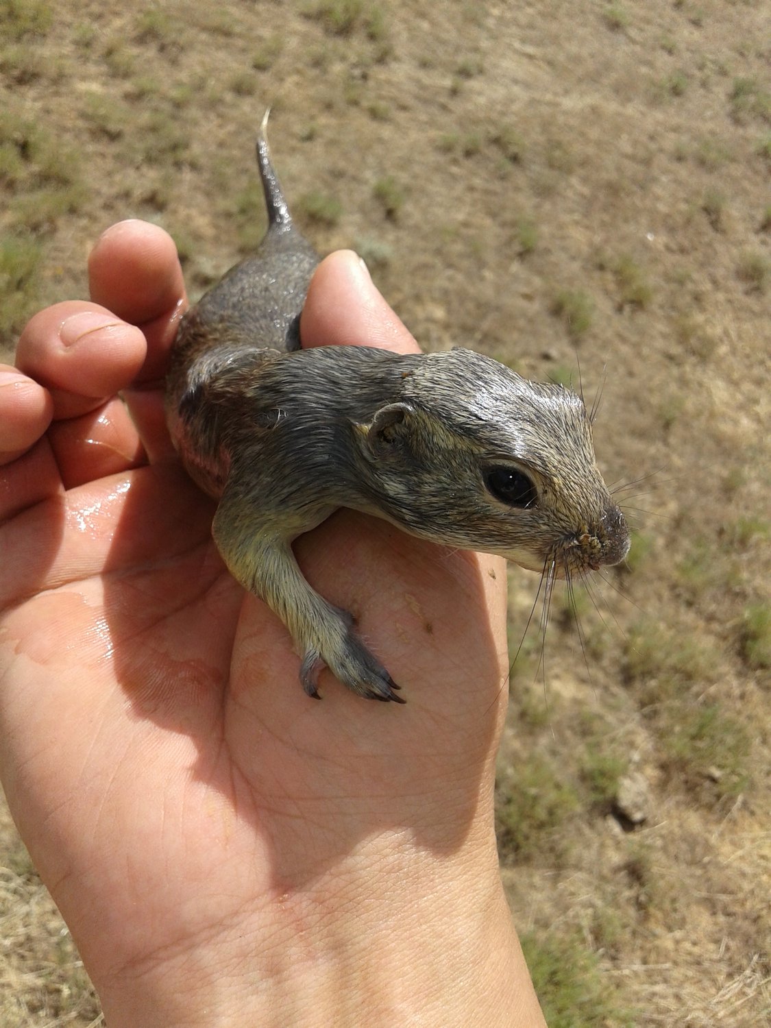 Суслик — Фото №177211 — Russian Traveler