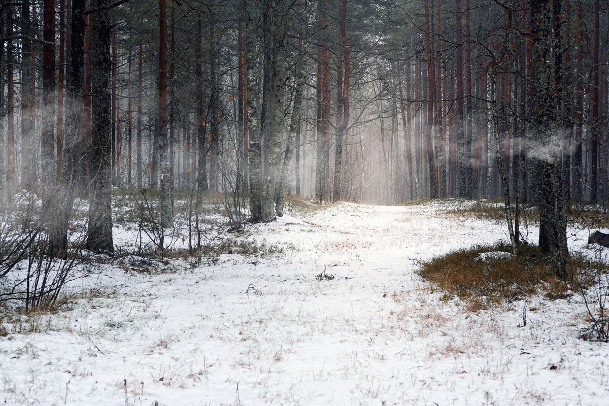 Туман в зимнем лесу