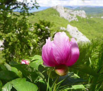 Дикий пион в Горах Крыма