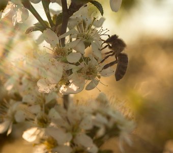 Пчела в процессе сбора пыльцы