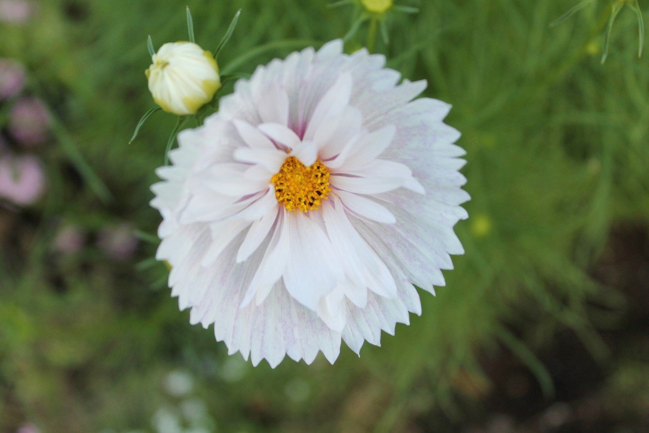 Травяное солнце