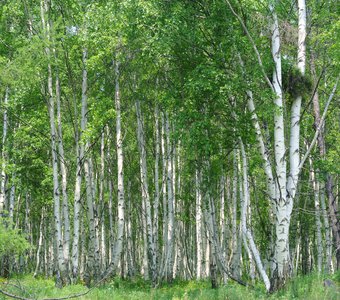 Березовая роща на Байкале