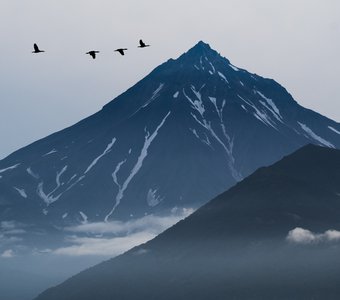 Фукэй-га. Полет бакланов над вулканом Вилючинский.