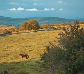 Степи Крыма