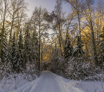 Зимний лес в лучах закатного солнца