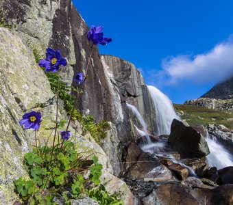 Водосбор Сибирский на фоне водопада Дарашколь