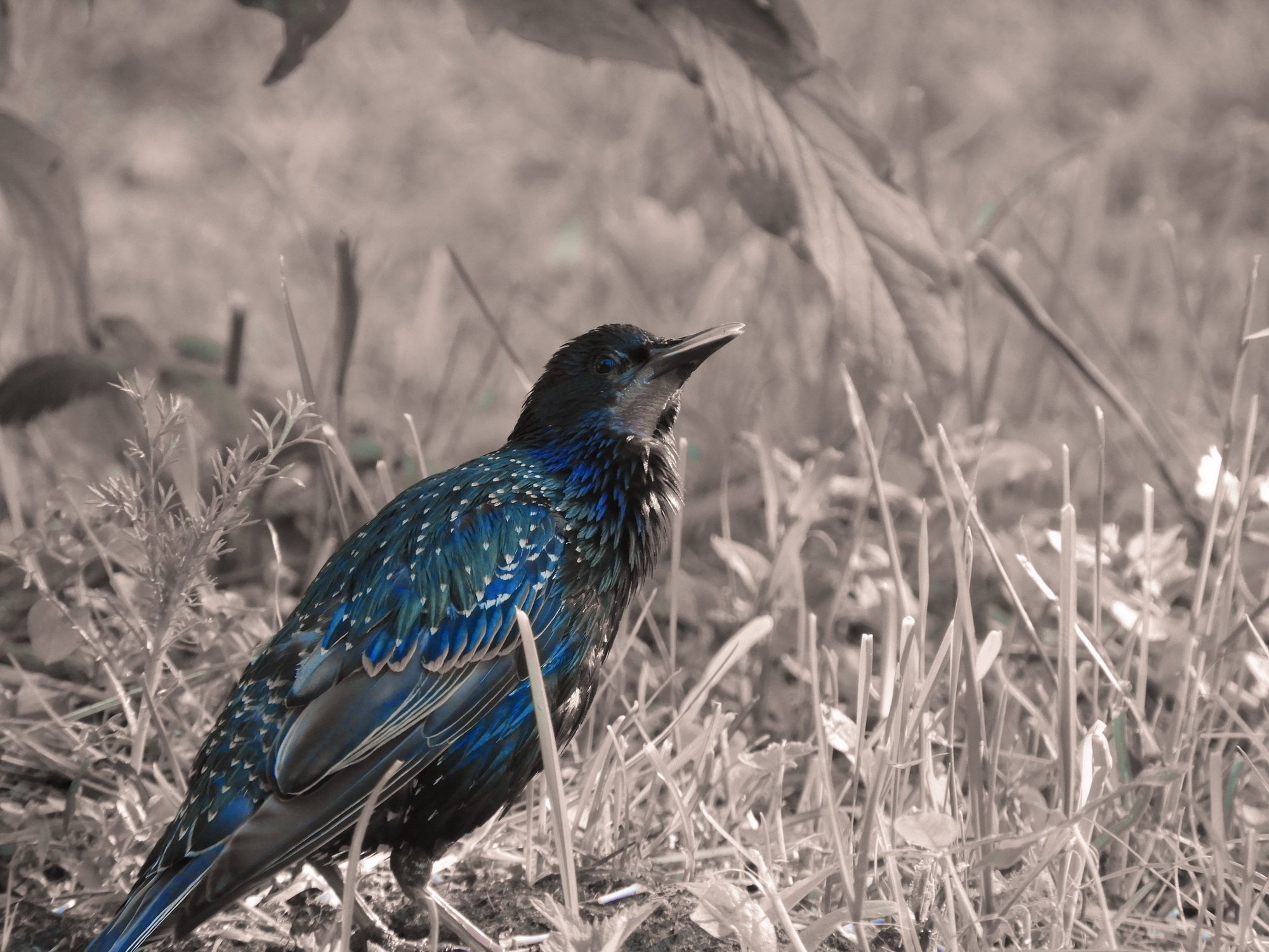 Скворец в парке