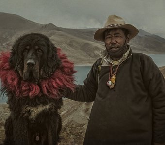 Тибетский мастиф с хозяином