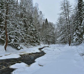 Вены зимнего леса