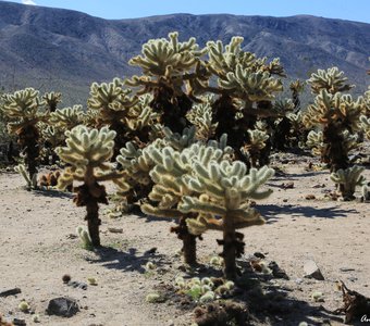 Кактусы в национальном парке Joshua Tree